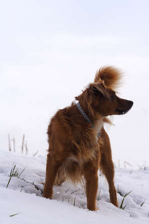 Dog playing in the snowの写真素材
