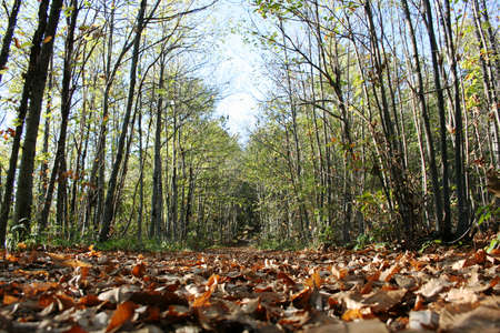 Jungle landscapeの写真素材