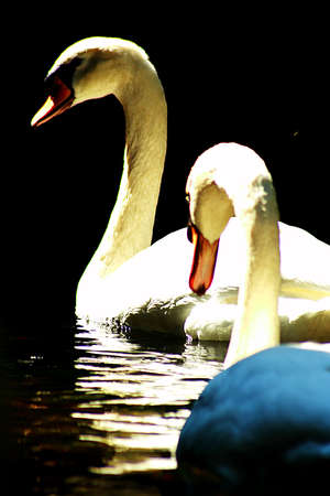 White swanの写真素材