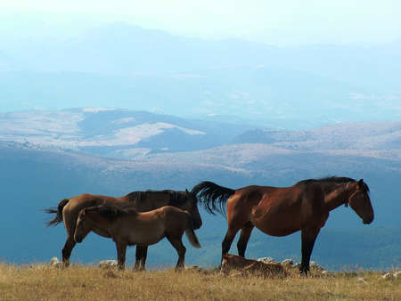 familyの写真素材