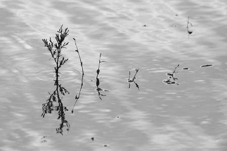 grassの写真素材