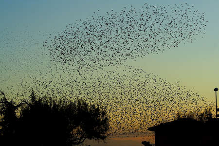 flock of birdsの写真素材