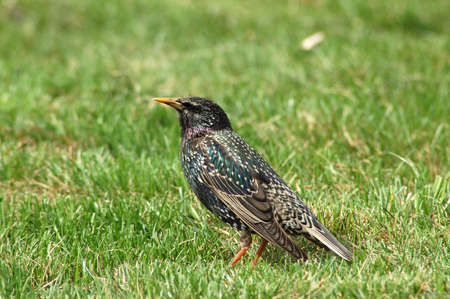 Bird starlingの写真素材