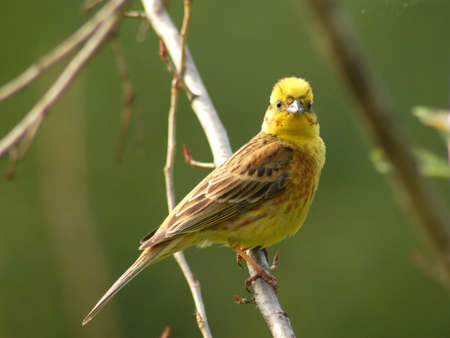 Bird Yellowhammerの写真素材