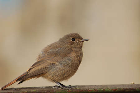 Redstart  nestling