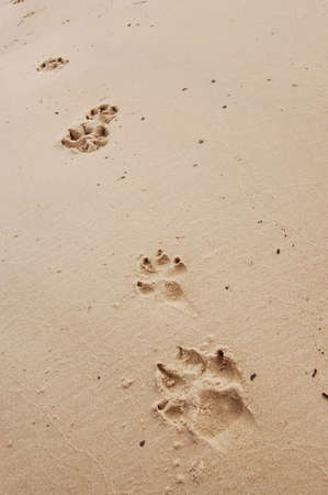Dog paw prints in the beach sand