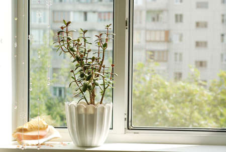 Window with flowerpot in front viewの写真素材