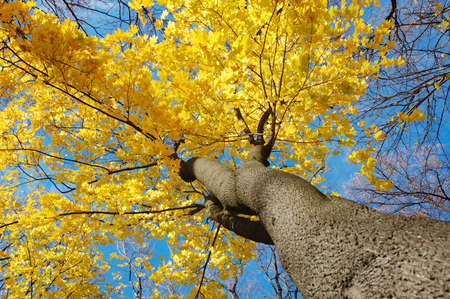 Yellow autumn leaves on tree over blue sky.の写真素材