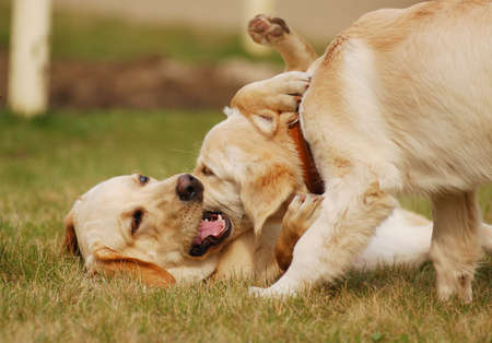 two dogs playing in the grassの写真素材