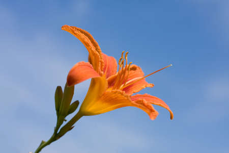 Lily on a background blue skyの写真素材