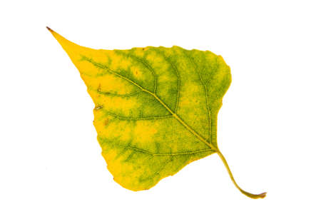 poplar autumn leaf  isolated on a white backgroundの写真素材