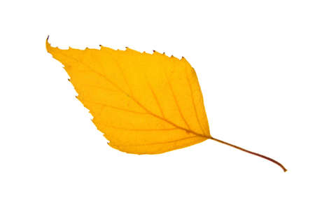 Yellow birch leaf isolated on a white backgroundの写真素材