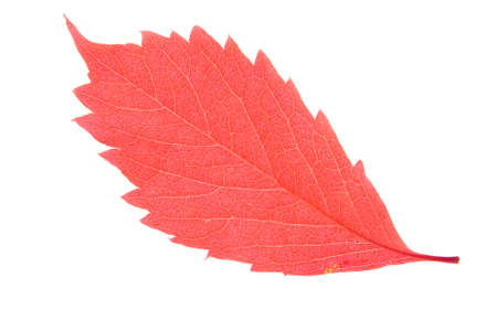 Red autumn leaf isolated on a white