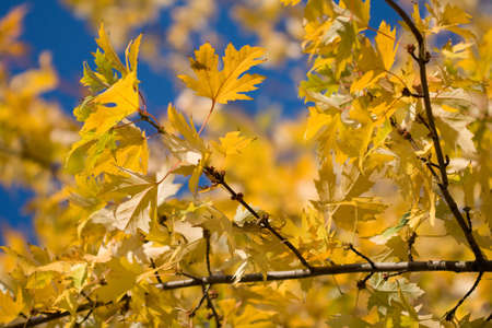 Yellow maple leaves on a  background sky