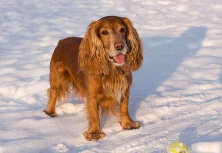 beautiful Cocker Spaniel in winter
