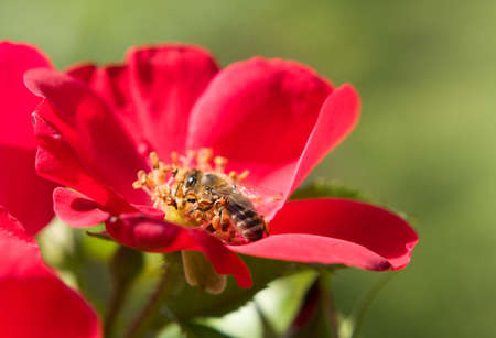Beautiful rose and beeの写真素材