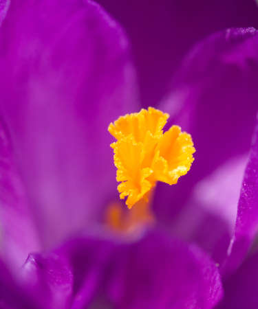  crocus - macro  backgroundの写真素材