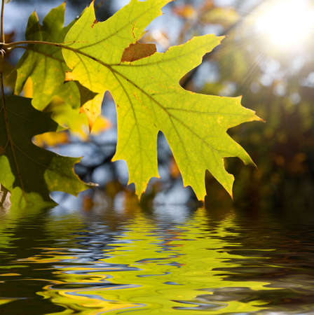 Yellow maple leaves with a reflection in water