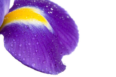 yellow iris with drops on isolatedの写真素材