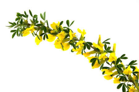 branches of blooming forsythia on Isolatedの写真素材
