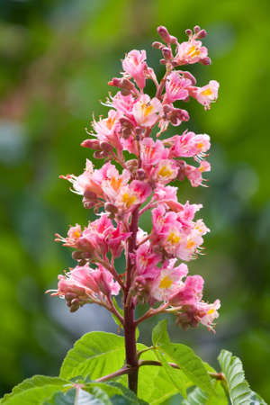 blossom  flowers on the chestnut treeの写真素材