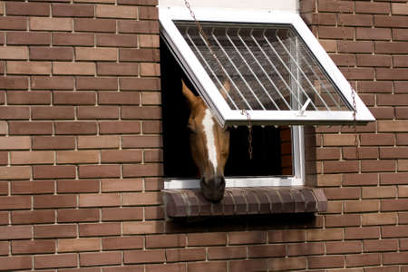  head of a horse looks out of a stableの写真素材