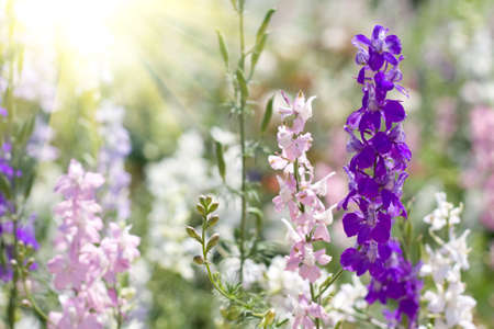 beautiful flowers on the green background