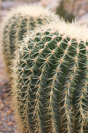 Tropical green cactus - backgrounds .の写真素材