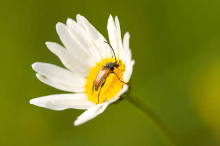 Beetle sits on the camomile flowerの写真素材