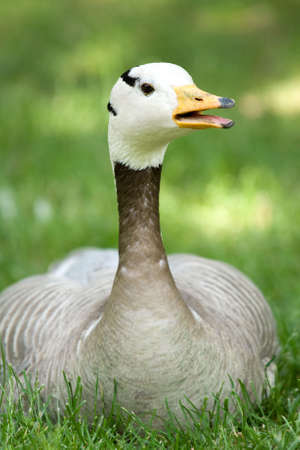 Goose resting on the green grassの写真素材