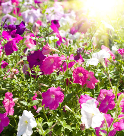 beautiful flowers on the green background