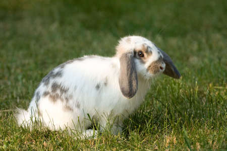 Nice rabbit on the green grass