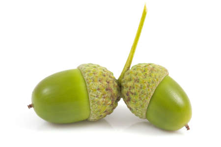 Two acorns isolated on a whiteの写真素材