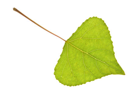 Poplar leaf isolated on the whiteの写真素材
