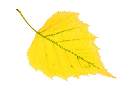 Autumn leaf of birch on isolatedの写真素材