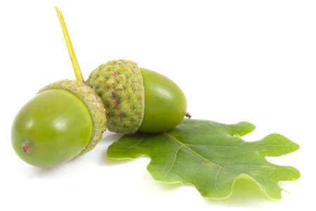 Acorn with an oak leaf on isolatedの写真素材