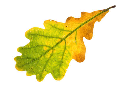 Autumn oak leaf on isolated  .の写真素材