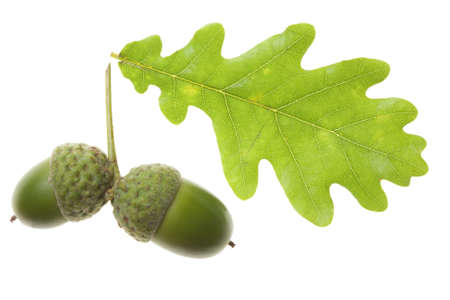 Acorn with an oak leaf on isolated の写真素材