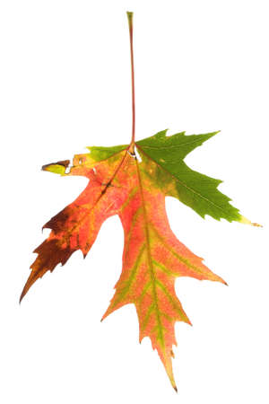 Colorful maple leaf isolated on a white 