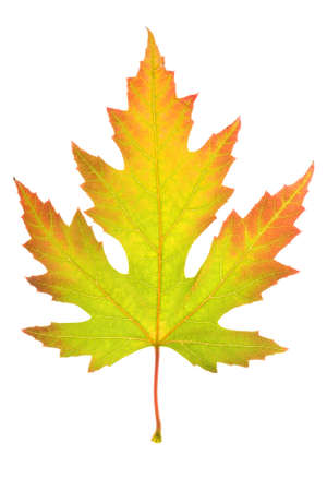 Colorful maple leaf isolated on a white 
