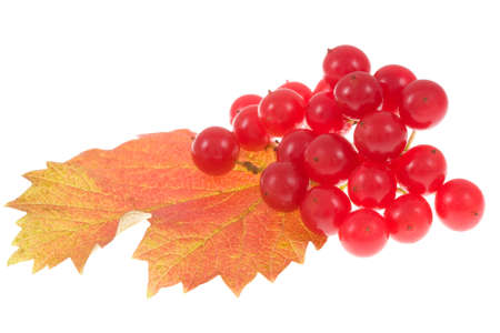 Autumn  viburnum opulus  isolated on a whiteの写真素材