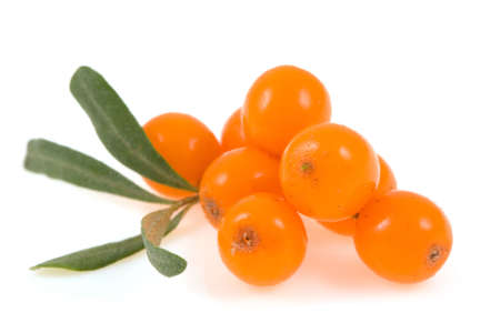 sea buckthorn  isolated on the whiteの写真素材