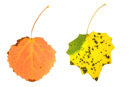 colorful aspen leaves on isolatedの写真素材