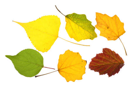 Autumn leaves collection isolated on whiteの写真素材