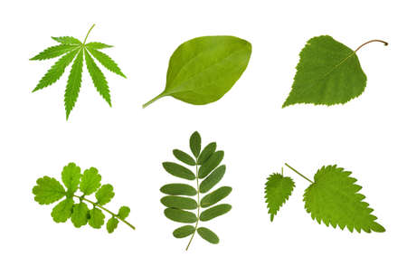 Medical collection leaves ( hemp,  plantain, birch,celandine ,rowanberry, nettle) on isolated