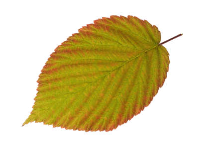 blackberry leaf isolated on a white