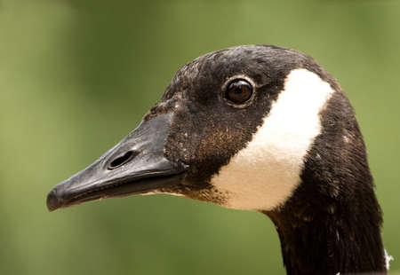 portrait of beautiful goose - detail .の写真素材