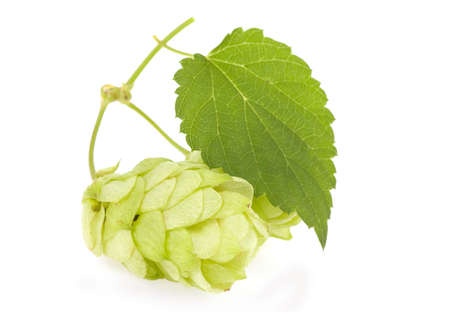 Hops isolated on the white