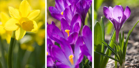 Set yellow narcissus and spring crocusの写真素材