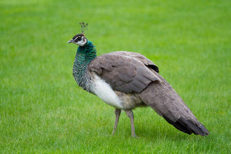 Beautiful peacocks on the green grass の写真素材